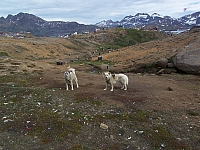01-schlittenhunde-der-inuit