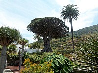 19-drachenbaum
