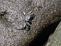 22-strandbewohner-krabbe